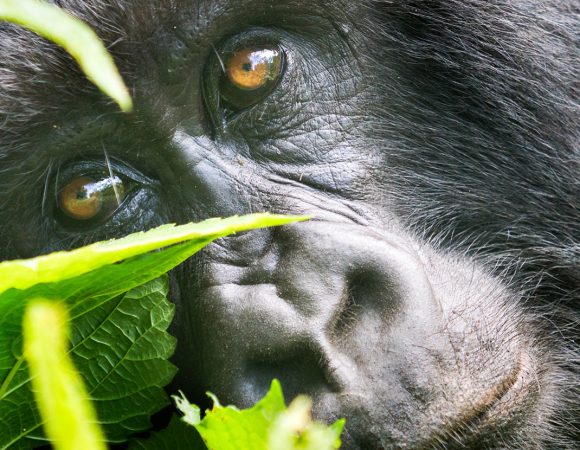 Mountain Gorilla tracking practicalities